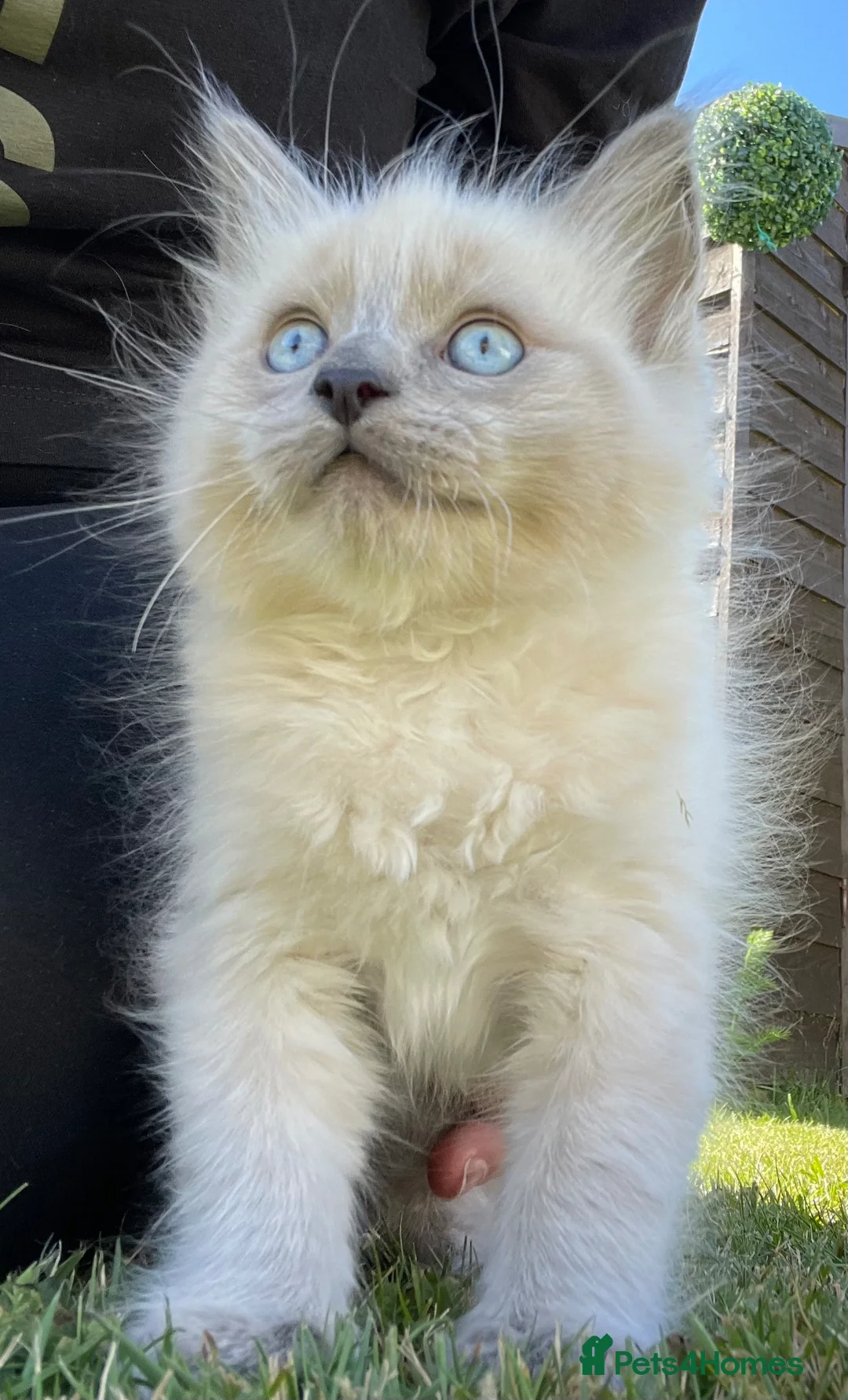 Ragdoll cats for sale: Two beautiful Ragdoll kittens - Advert 1
