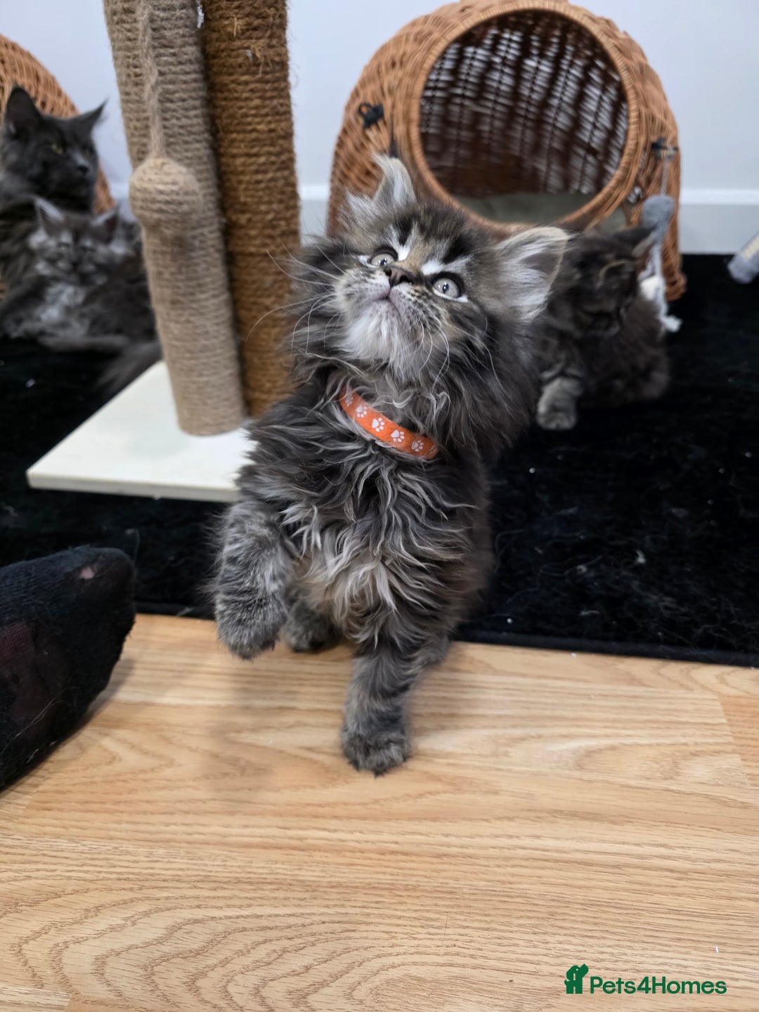 Maine Coon cats for sale: Maine Coon Kittens - Advert 6