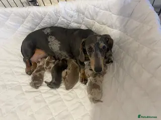 Miniature Dachshund dogs Last Boy Remaining - Advert 2