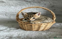 Bengal cats for sale: Stunning bengal kittens for sale to loving home - Image 4