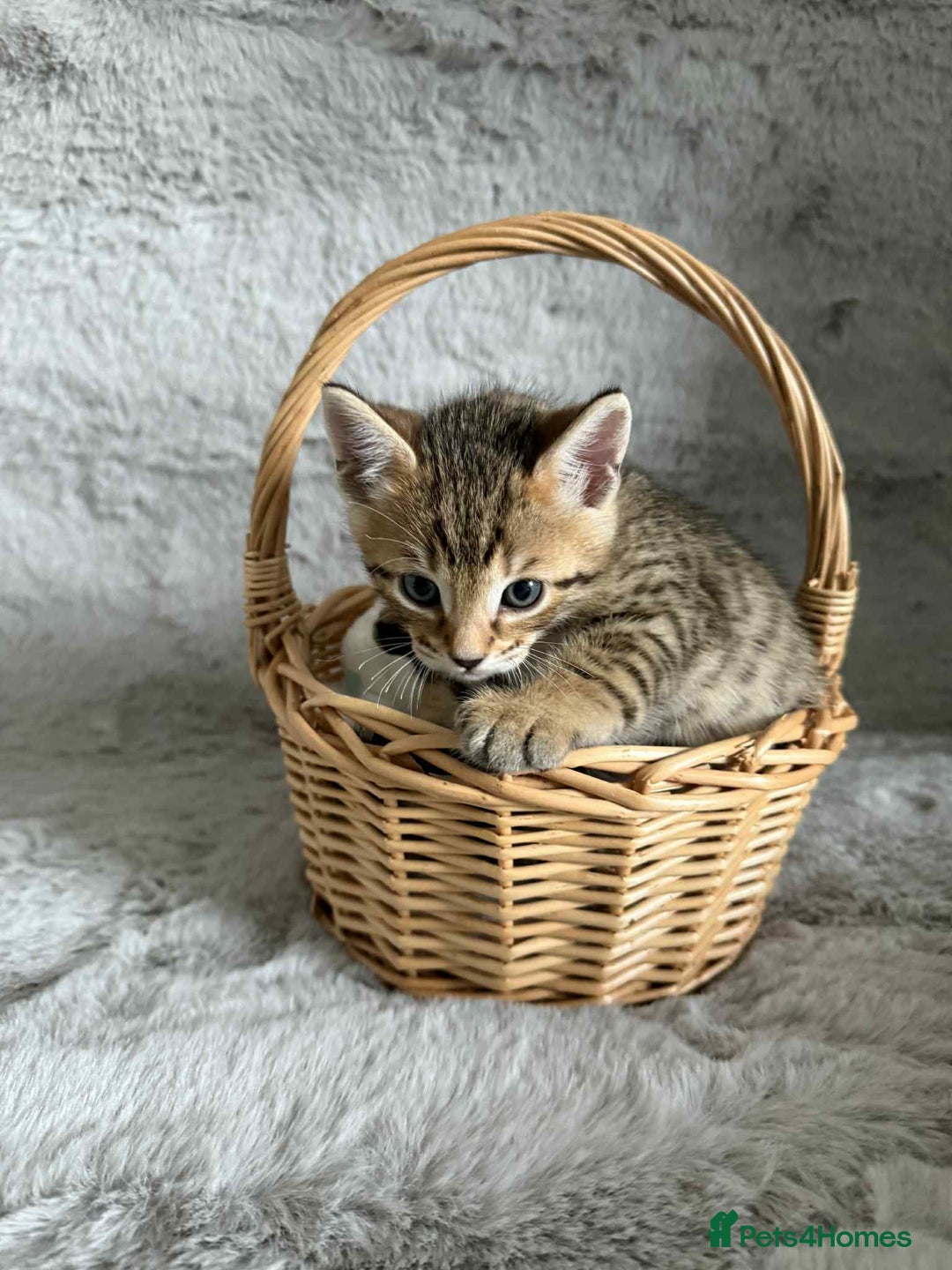 Bengal cats for sale: Stunning bengal kittens for sale to loving home - Image 4