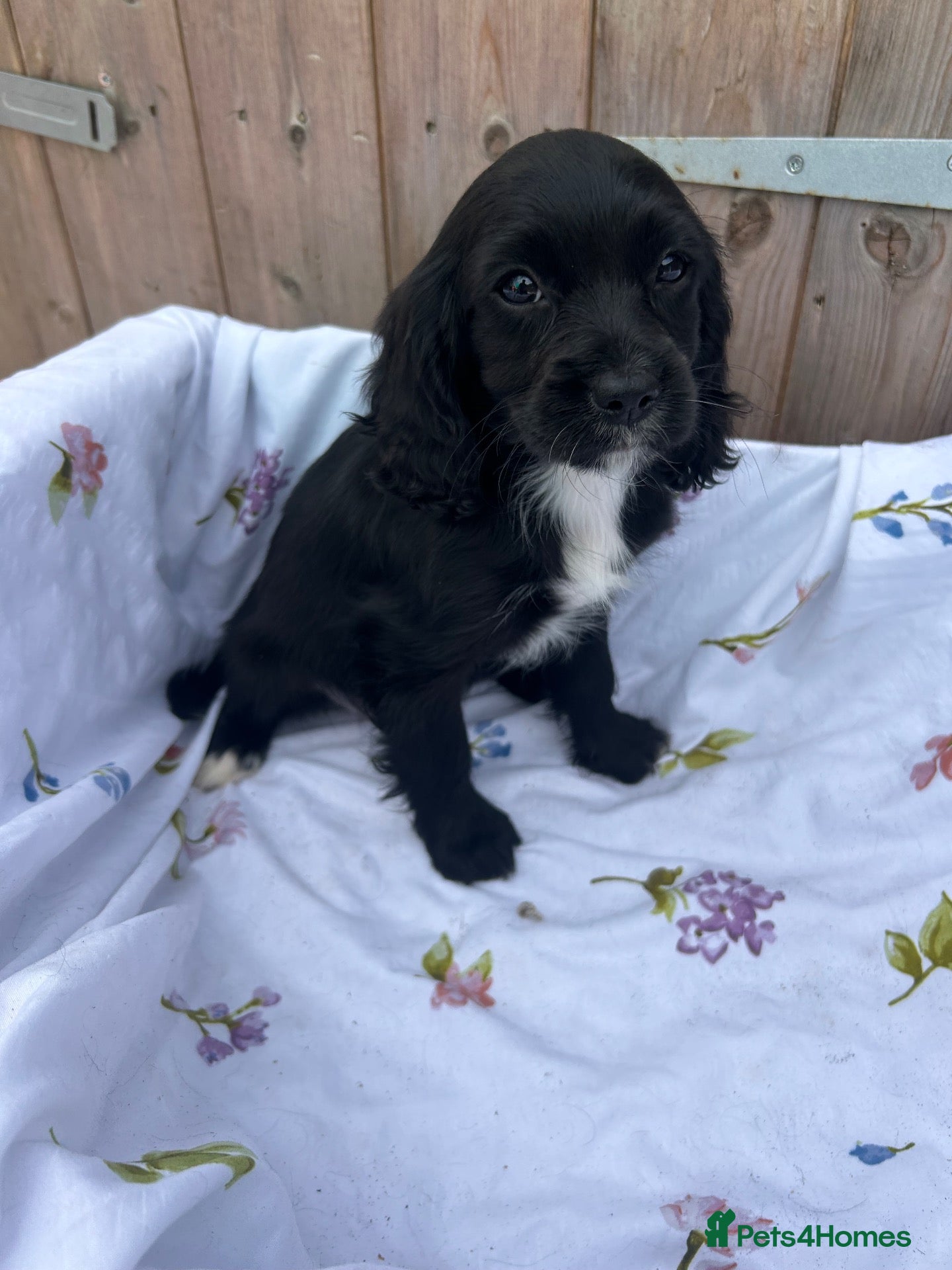Cocker Spaniel dogs Cocker spaniel  - Advert 2