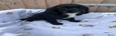 Cocker Spaniel 3