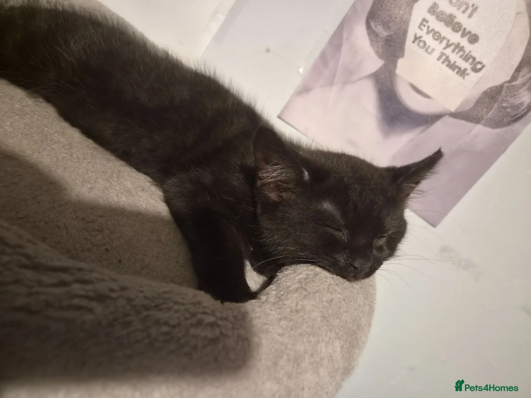 Mixed Breed cats for sale: 3 british short hair cross for sale  - Advert 4