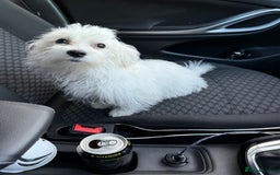 Maltese dogs for sale: Maltese puppies  - Image 19