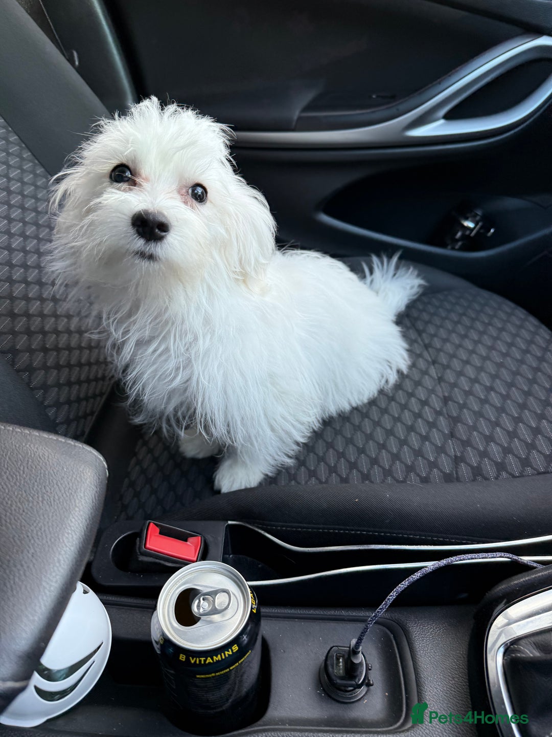 Maltese dogs for sale: Maltese puppies  - Image 19