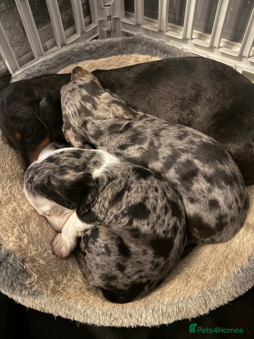 Miniature Dachshund dogs for sale: One adorable piebald male dachshund ready to go  - Image 5