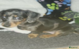 Dachshund dogs for sale: Dachsunds Minuture Silver dapple Girl... - Image 1