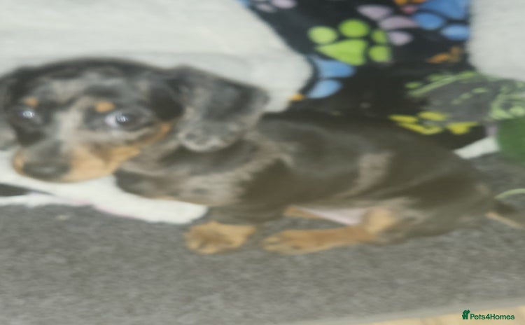 Dachshund dogs - Advert 3