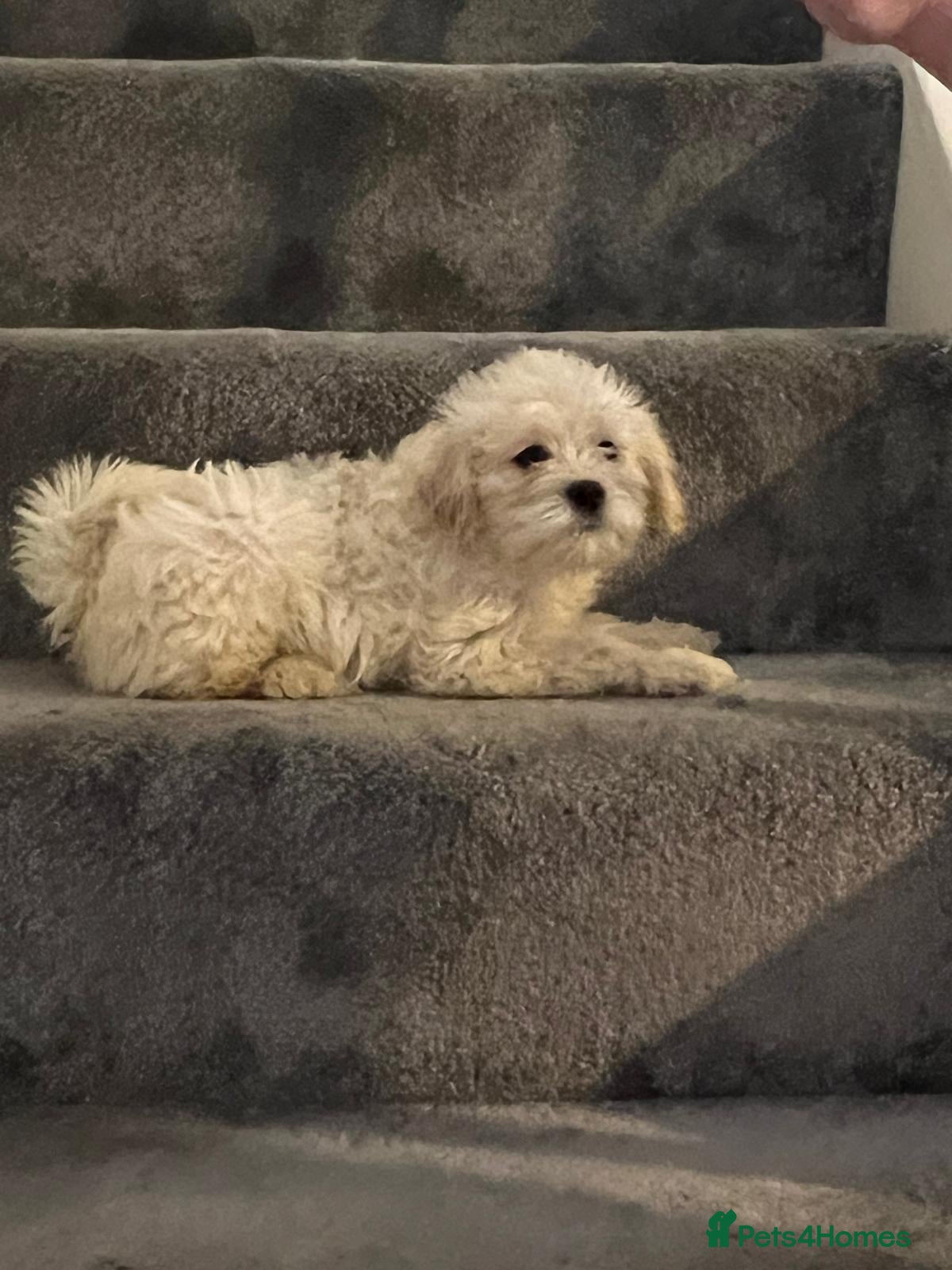 Mixed Breed dogs 🐾 Adorable Puppies Ready for Forever Homes 🐾 - Advert 2