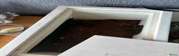 Hermann Tortoise reptiles for sale: Tortoise  in Leeds - Advert 4