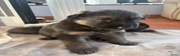 German Shepherd dogs for sale: German shepherd puppies - Advert 2