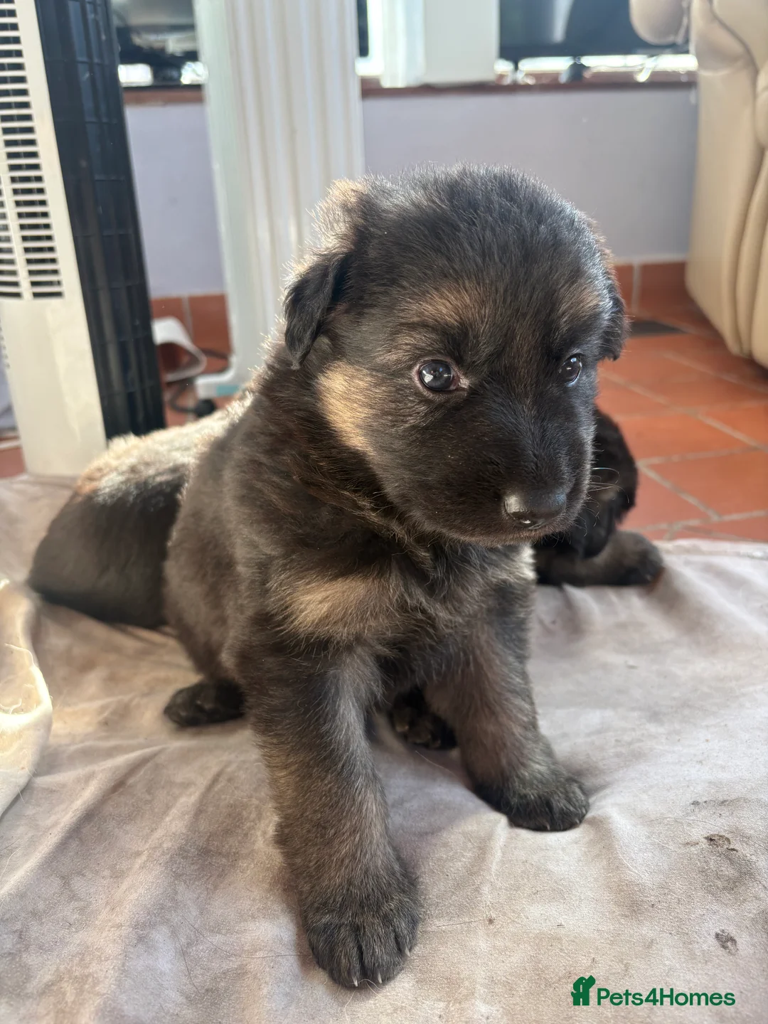 German Shepherd dogs for sale: German shepherd puppies - Advert 2