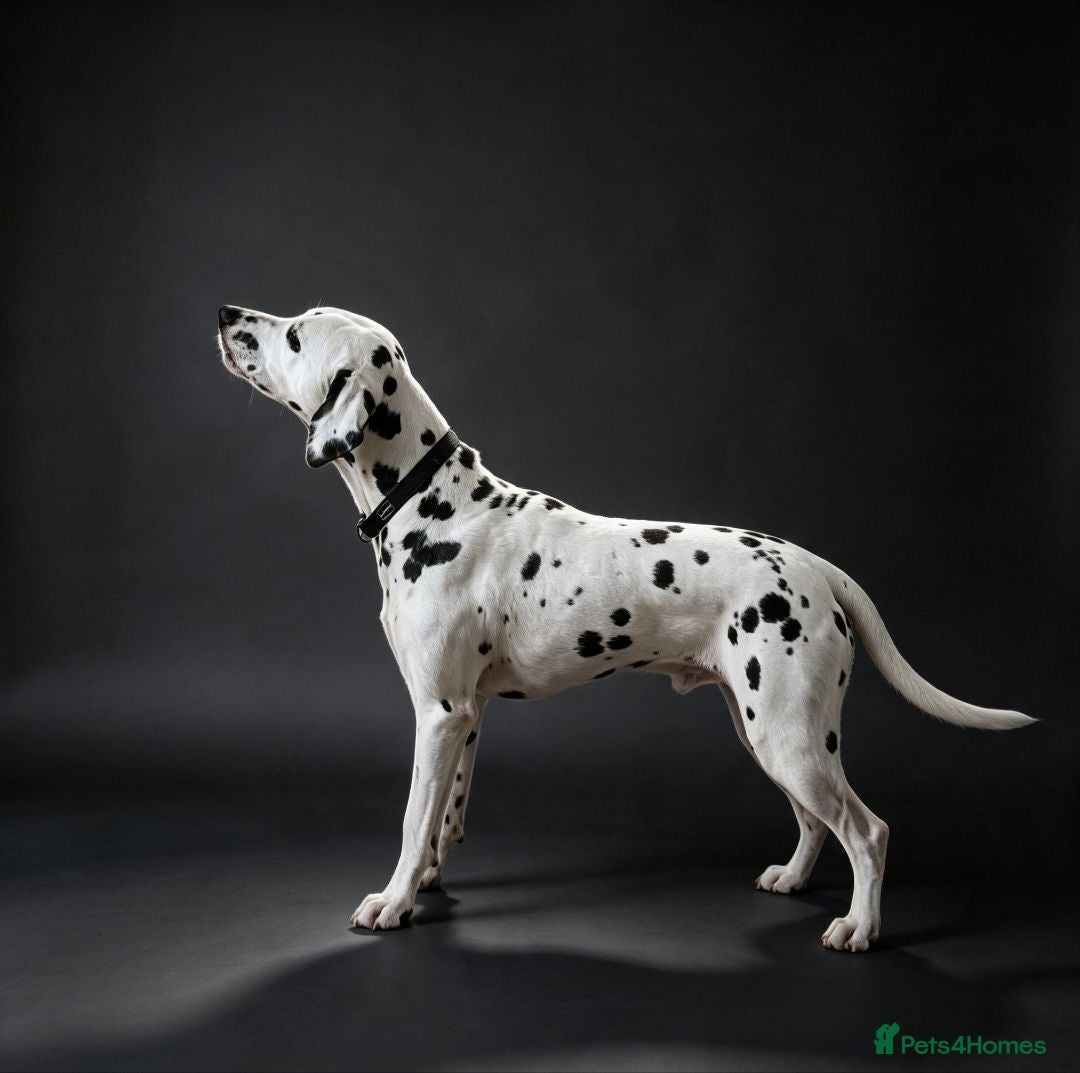 Dalmatian dogs Kalvadene nick of time - Stud Dog  - Advert 11