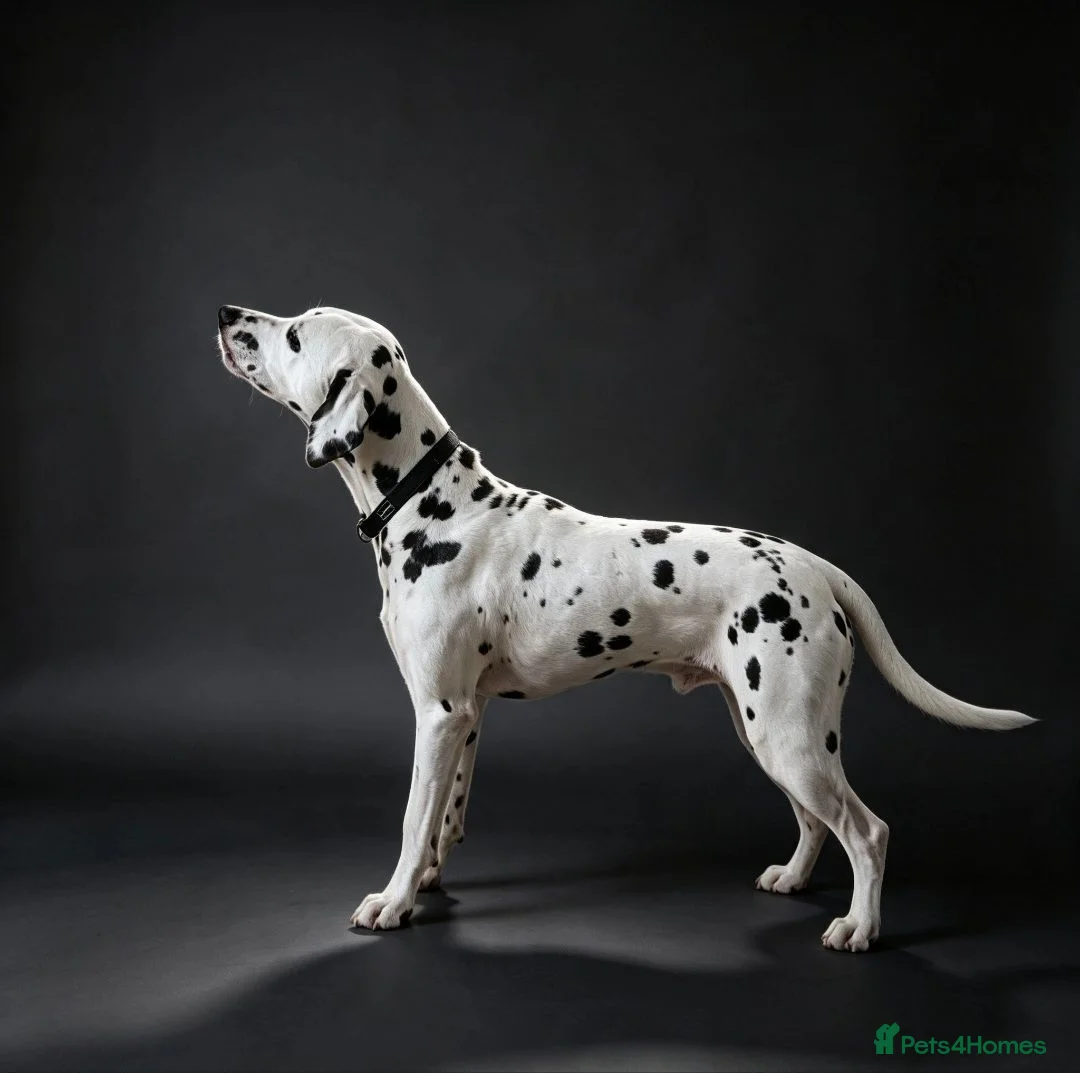 Dalmatian dogs for stud: Kalvadene nick of time - Stud Dog  - Advert 2