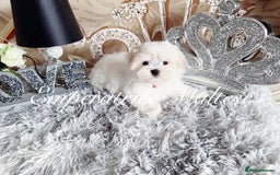 Maltese dogs for sale: Emperatrice Maltese-Korean Line Show Maltese KC Re - Image 5