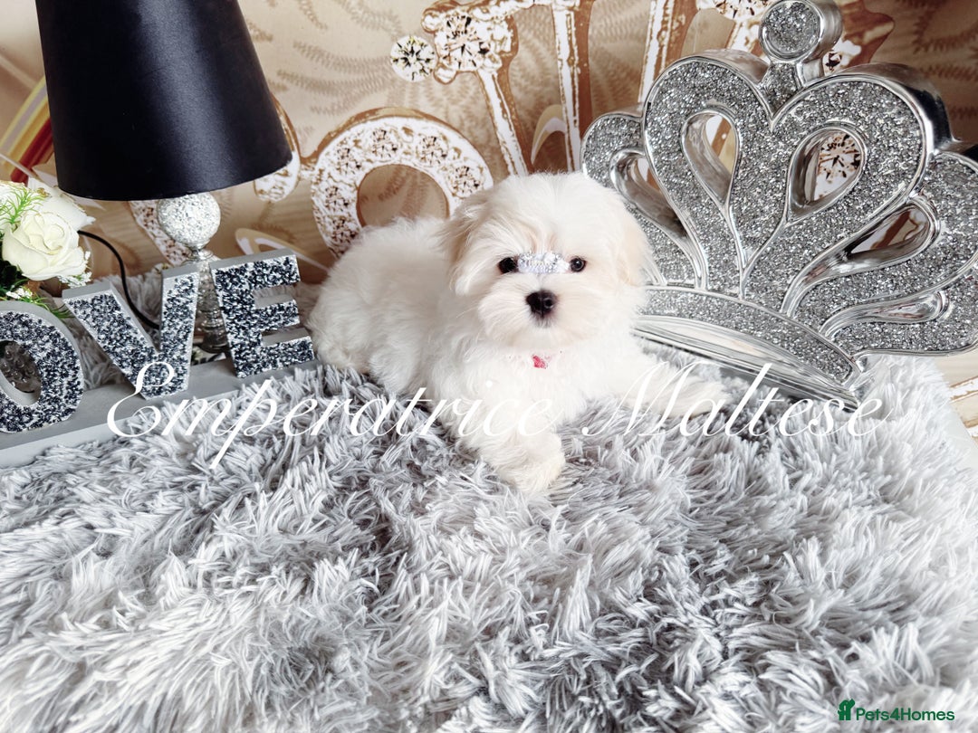 Maltese dogs for sale: Emperatrice Maltese-Korean Line Show Maltese KC Re - Image 5