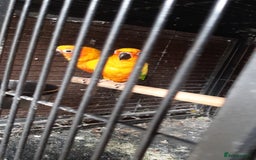 Parrots birds for sale: Alexandrine baby lovely Birds for family  - Image 4