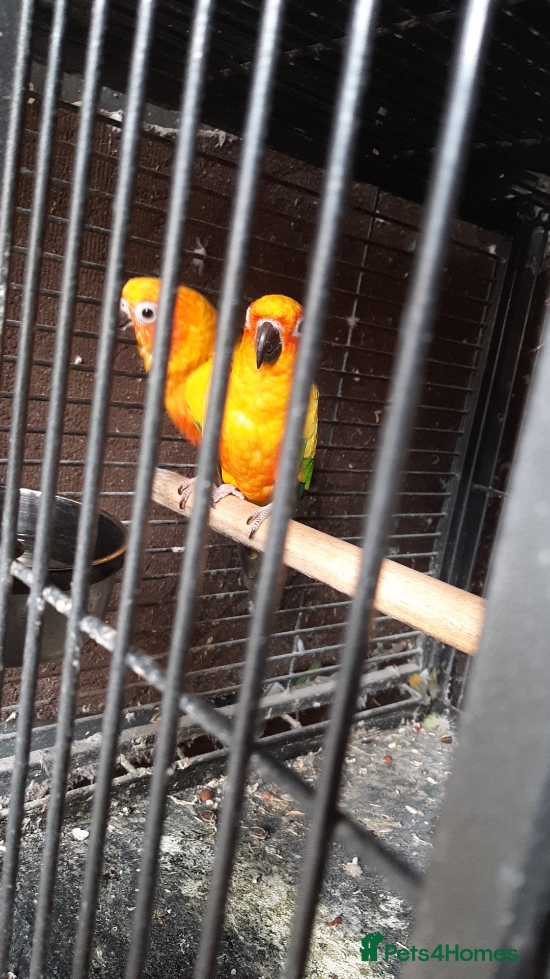 Parrots birds for sale: Alexandrine baby lovely Birds for family  - Image 4