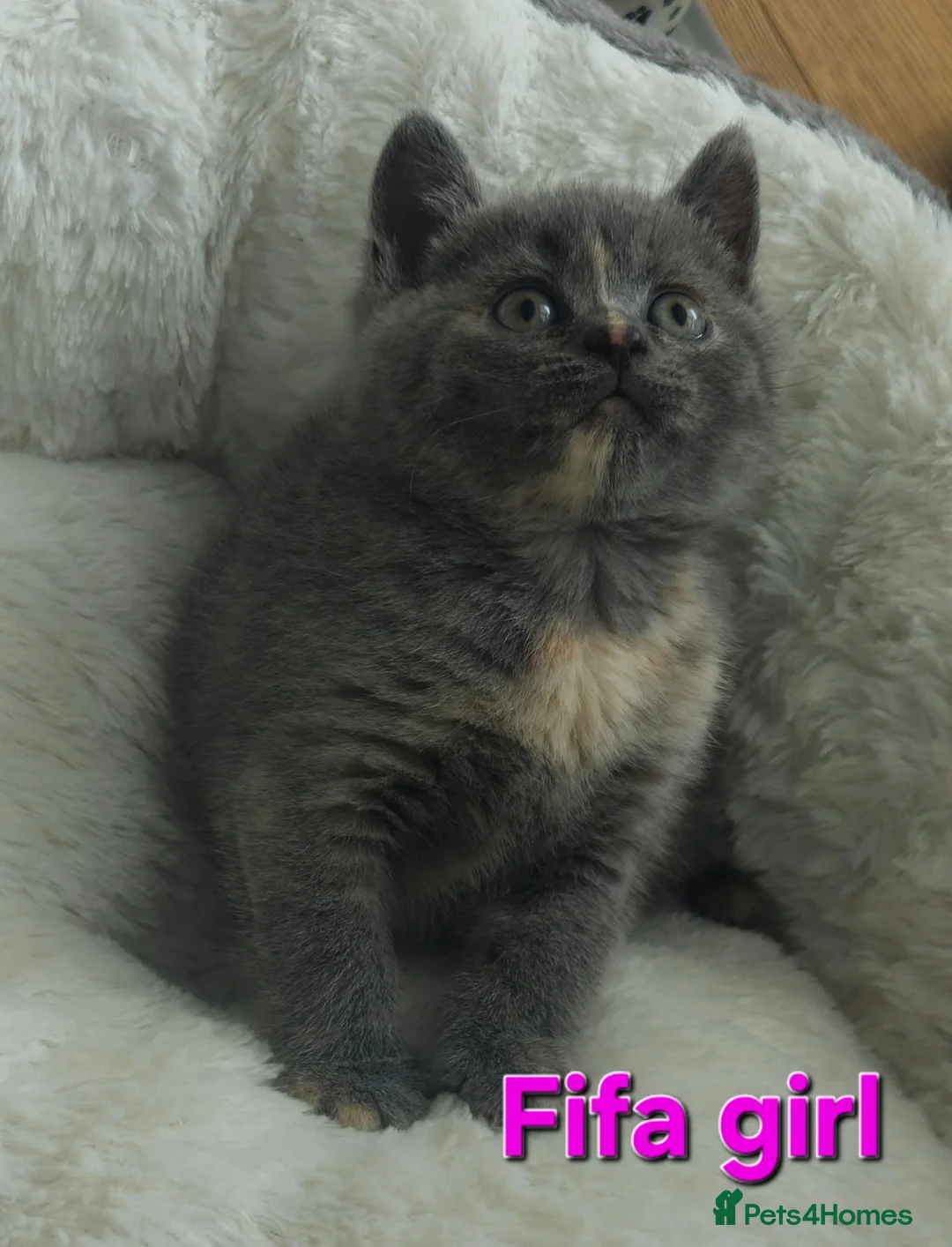 British Shorthair cats for sale: British shorthair kittens  - Advert 1