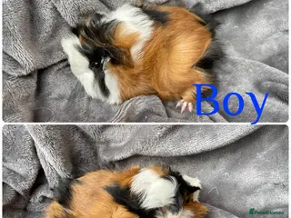 Guinea Pig rodents 4 gorgeous bonded boys - Advert 21