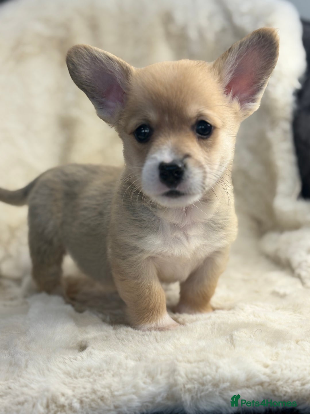 Welsh Corgi Pembroke dogs for sale: Top quality corgi puppies  - Advert 10