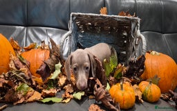 Miniature Dachshund dogs for sale: TRUE MINIATURE DASCHUND BABIES only 5 - Image 26
