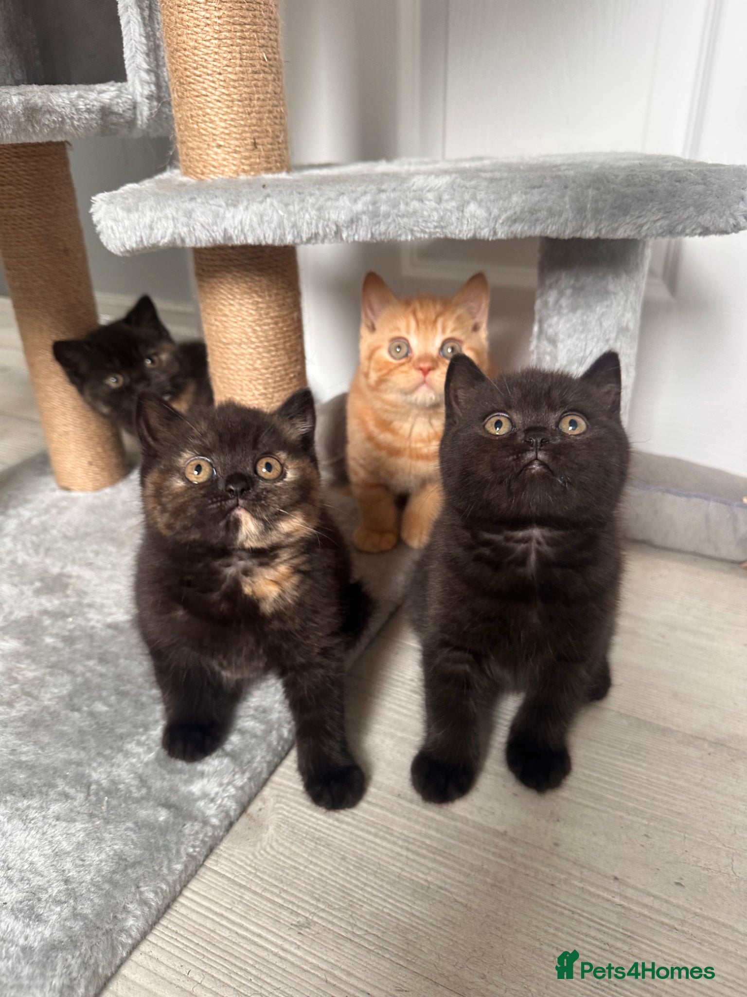 British Shorthair cats Gccf registered pedigree British Shorthair kittend - Advert 1