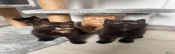 British Shorthair cats for sale: 2 Gccf registered British Shorthair kittens - Advert 7