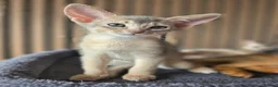 Abyssinian cats for sale: Beautiful Abyssinian Kitten  - Advert 15