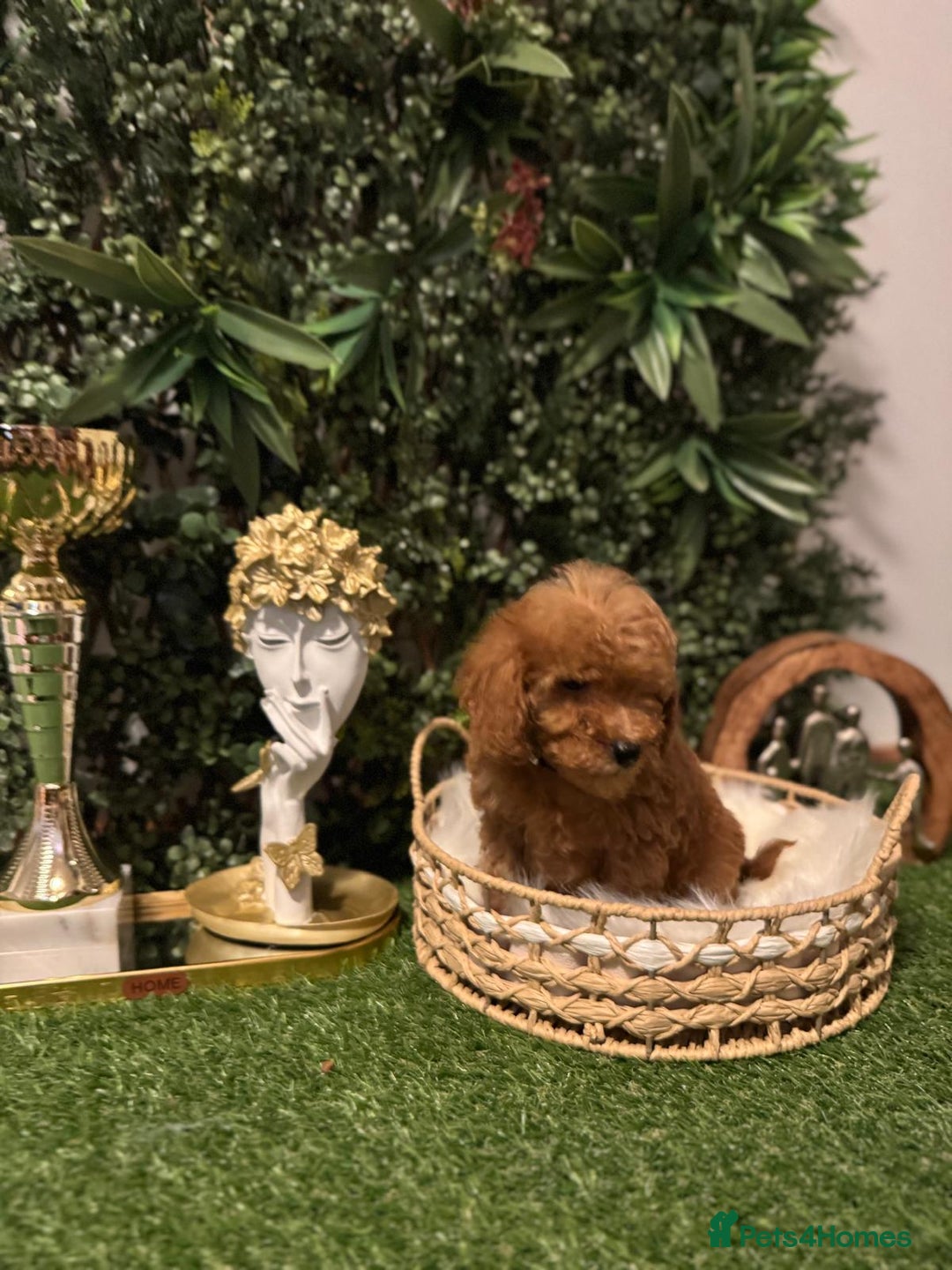 Toy Poodle dogs for sale: Beautiful Red Toy Poodle Puppies – Ready Now  - Image 8
