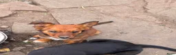 Mixed Breed dogs for sale: 9 stunning pups - Advert 15