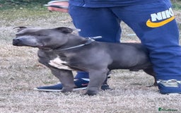 Staffordshire Bull Terrier dogs for sale: Blue and Merle girl Staffordshire Bull Terrier - Image 15
