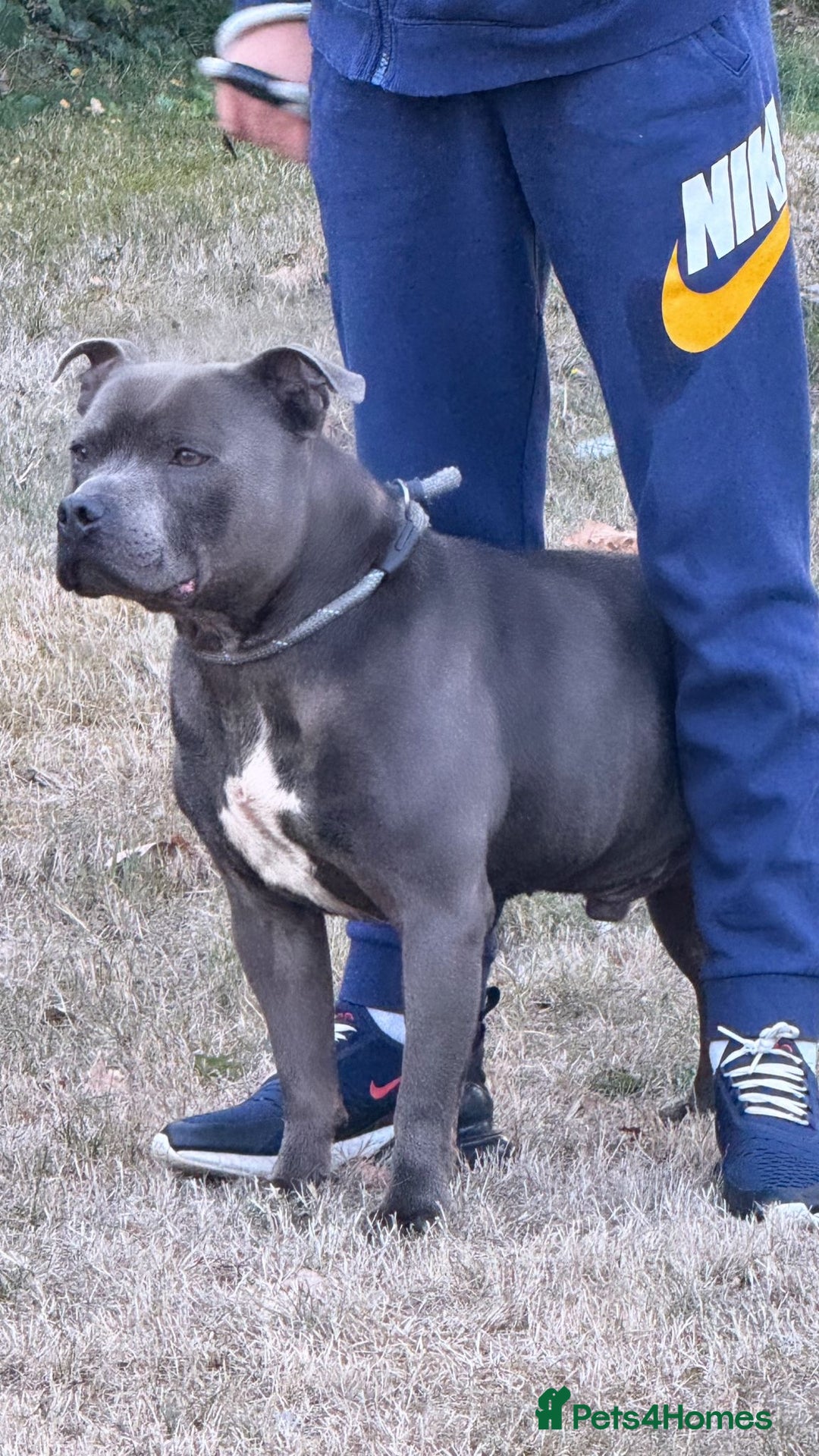 Staffordshire Bull Terrier dogs for sale: Blue and Merle girl Staffordshire Bull Terrier - Image 15