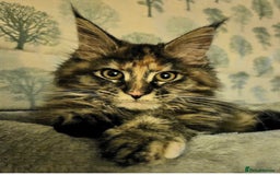 Maine Coon cats for sale: Maine Coon Kittens pedigree  in Boston - Image 12