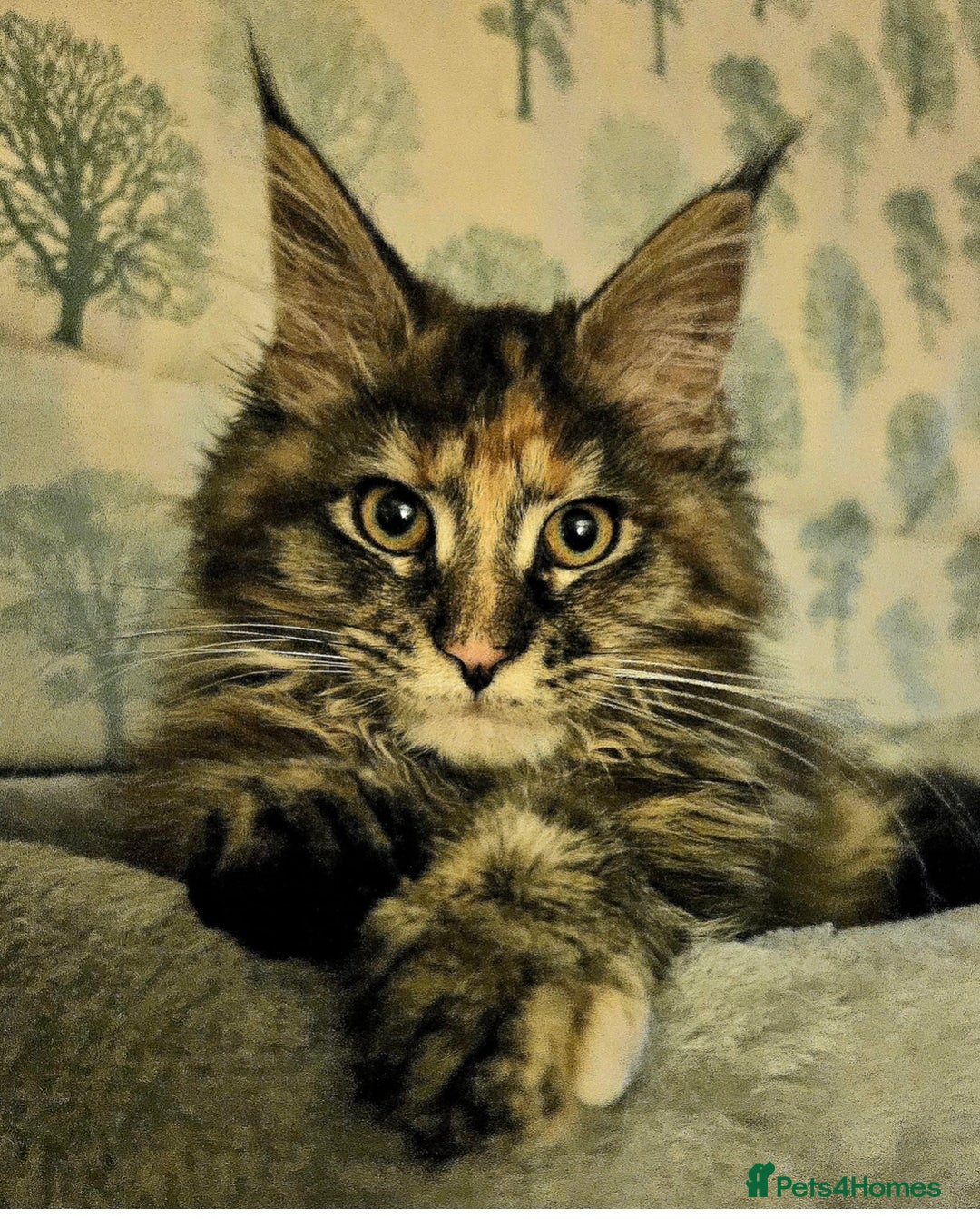 Maine Coon cats for sale: Maine Coon Kittens pedigree  in Boston - Image 12