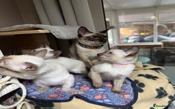 Siamese cats for sale: 3 affectionate Siamese kittens available  - Image 4