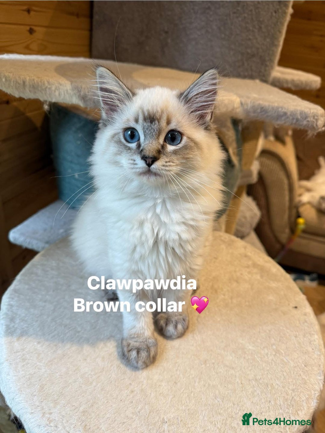 Ragdoll cats for sale: GCCF Registered Pedigree Kitten Ready to Leave - Image 2