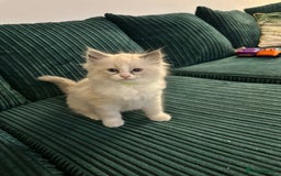 Ragdoll cats for sale: Ragdoll females - Image 3