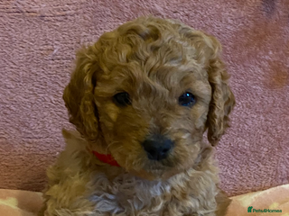Cockapoo dogs 🌸2 male Cockapoos 🌸 - Advert 15