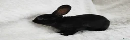 Rex rabbits for sale: Mini rex rabbits, black Vienna marked buck - Advert 22