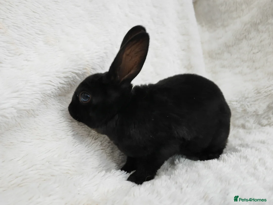Rex rabbits for sale: Mini rex rabbits, black Vienna marked buck - Advert 22