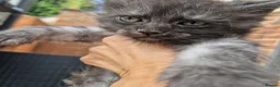 Maine Coon cats for sale: Pedigree - smoke russian line mainecoons - Advert 4