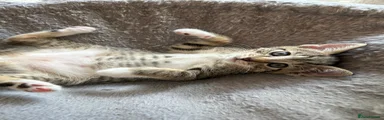 female grey tabby with white paws and a white belly