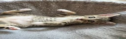 Mixed Breed cats for sale: 4 Gorgeous tabby kittens, 2 with white features - Advert 9