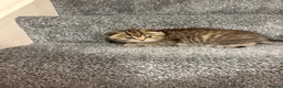 Scottish Fold cats for stud: Scottish straight gold male  - Advert 5