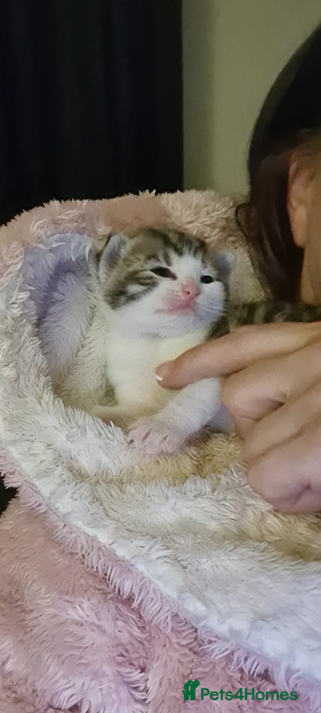 Bengal cats for sale: Adorable cuddly male - Image 4