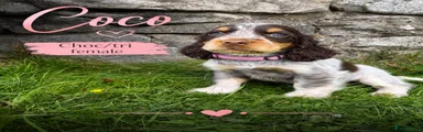 Coco