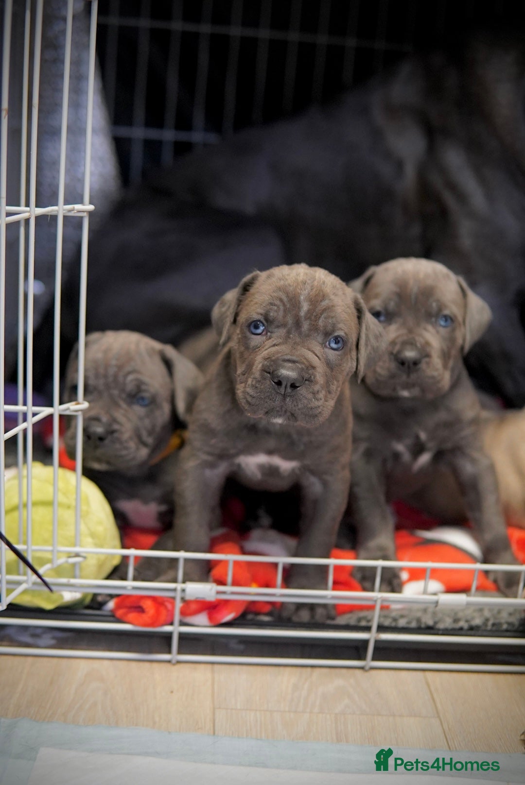 Cane Corso dogs for sale: ICCF Registered Cane Corsos  - Advert 17