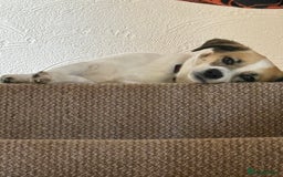 Mixed Breed dogs for sale: Poppy - Image 5
